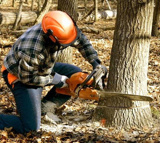 Tree Removal in Weems, VA